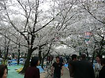 080409hana.jpg